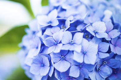 Close-up of purple hydrangea flowers