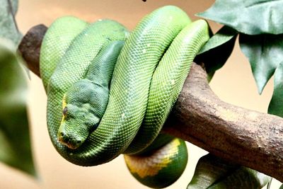 Close-up of green boa