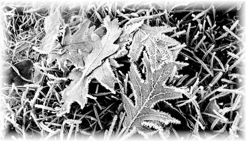 Close-up of snowflakes