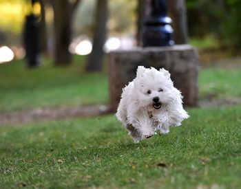 White dog running on grass