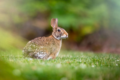 Close-up of rabbit on field