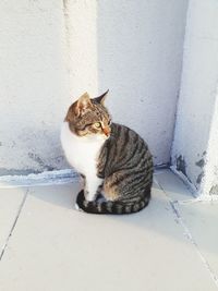 Cat sitting on floor