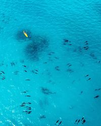 High angle view of fish swimming in sea