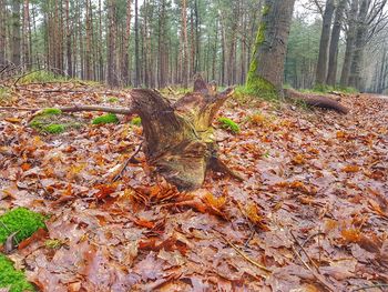 Trees in forest during autumn