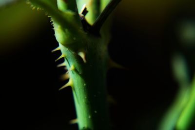 Close-up of fresh green plant