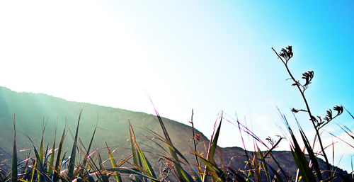 Close-up of plants on field against sky