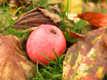 Close-up of apple on grass