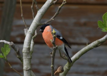 Close-up of bird perching on branch