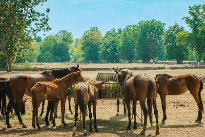 Horse grazing on field