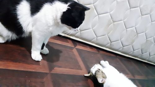 High angle view of cat relaxing on floor at home