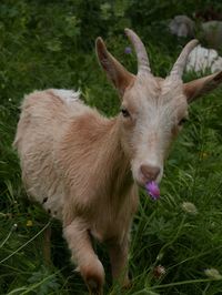 Close-up of goat standing on field