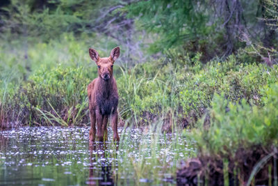 Portrait of horse in river