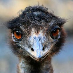 Close-up portrait of an ostrich