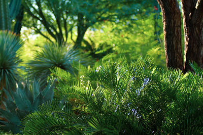 Close-up of pine tree