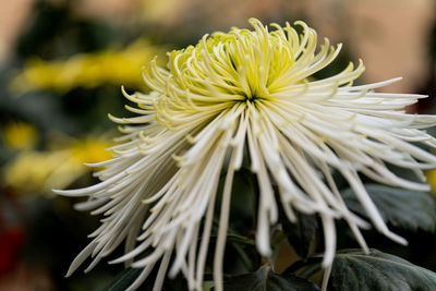 Close-up of white flowering plant