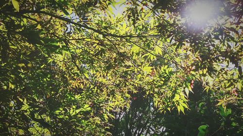 Low angle view of trees