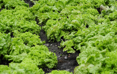 Lettuce cultivation and salad growing in agricultural production of food