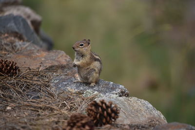 Close-up of chipmunk on rock