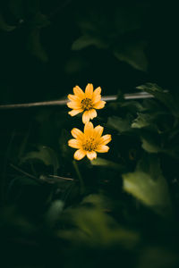 Close-up of yellow flowering plant