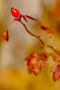 Close-up of rose hip