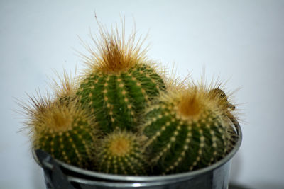 Close-up of cactus