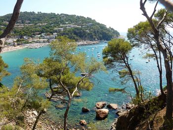 Scenic view of sea and trees against sky