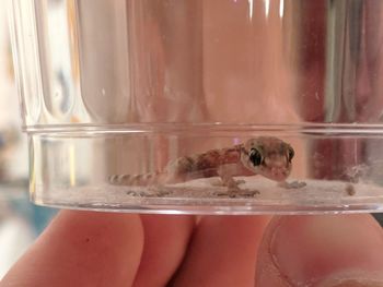 Close-up of hand holding baby gecko lizard in glass