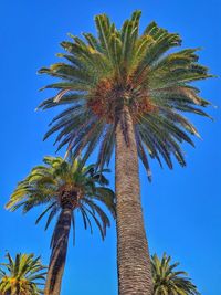 Low angle view of palm tree against blue sky