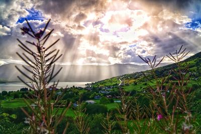 Plants growing on land against sky