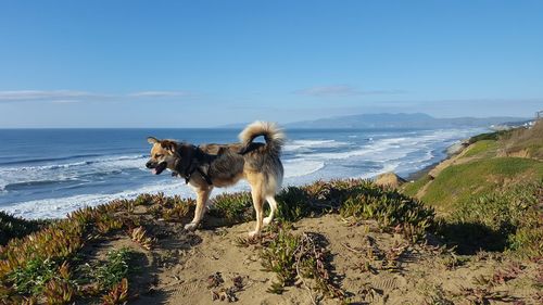 View of dog on beach