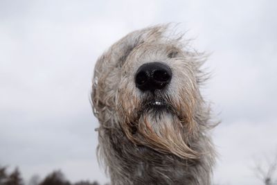 Close-up portrait of dog against sky