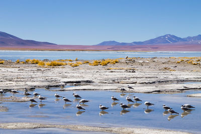 Flock of birds in lake against clear sky