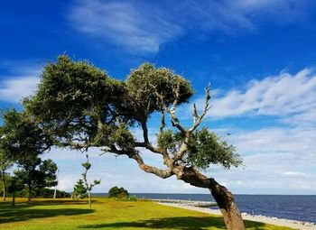 Single tree on grassy field