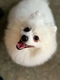 Close-up portrait of white dog