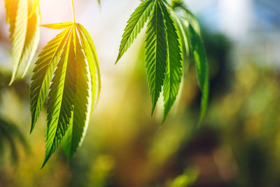 Young leaf of marijuana plant detail at sunset.