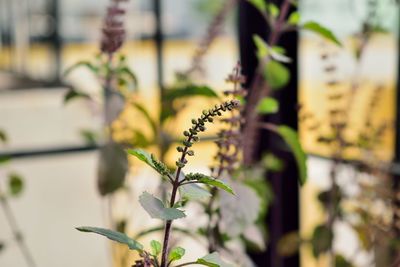 Close-up of plant against blurred background