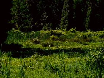 Scenic view of grassy field