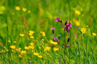 Close-up of purple flowering plants on land