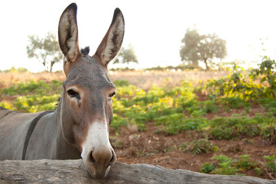 Close-up of donkey behind wooden fence