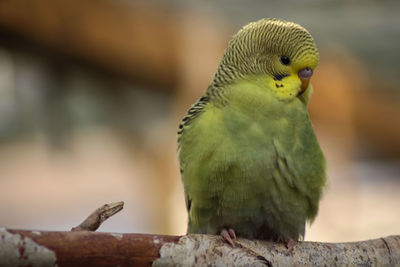 Close-up of parrot perching on wood