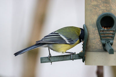 Close-up of bird perching on wood