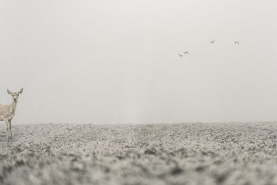 Bird flying over field against clear sky