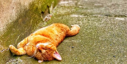 View of ginger cat lying on grass
