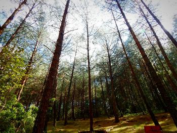 Trees against sky