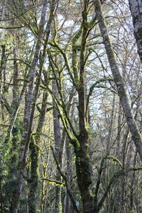 Low angle view of trees in forest against sky