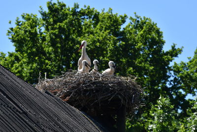 Storchennest