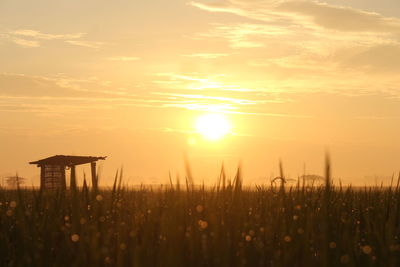 Silhouette plants on field against sky during sunset