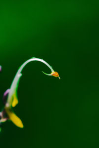 Close-up of green insect on leaf