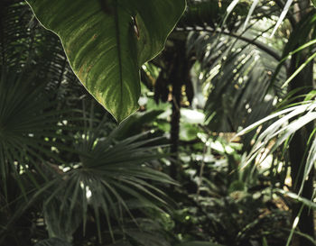 Close-up of palm tree leaves in forest