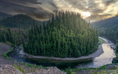 Scenic view of forest against sky